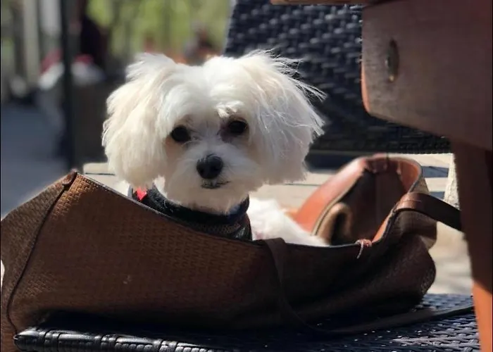 Hanza Tower Sunny 24 & Jacussi & Pool Lejlighed